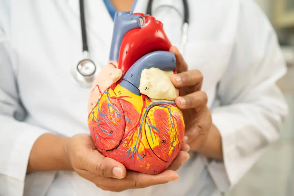 Doctor holding a heart model in a hospital